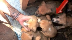 כלבה ניצלה מהתעללות ופונתה עם 9 גוריה